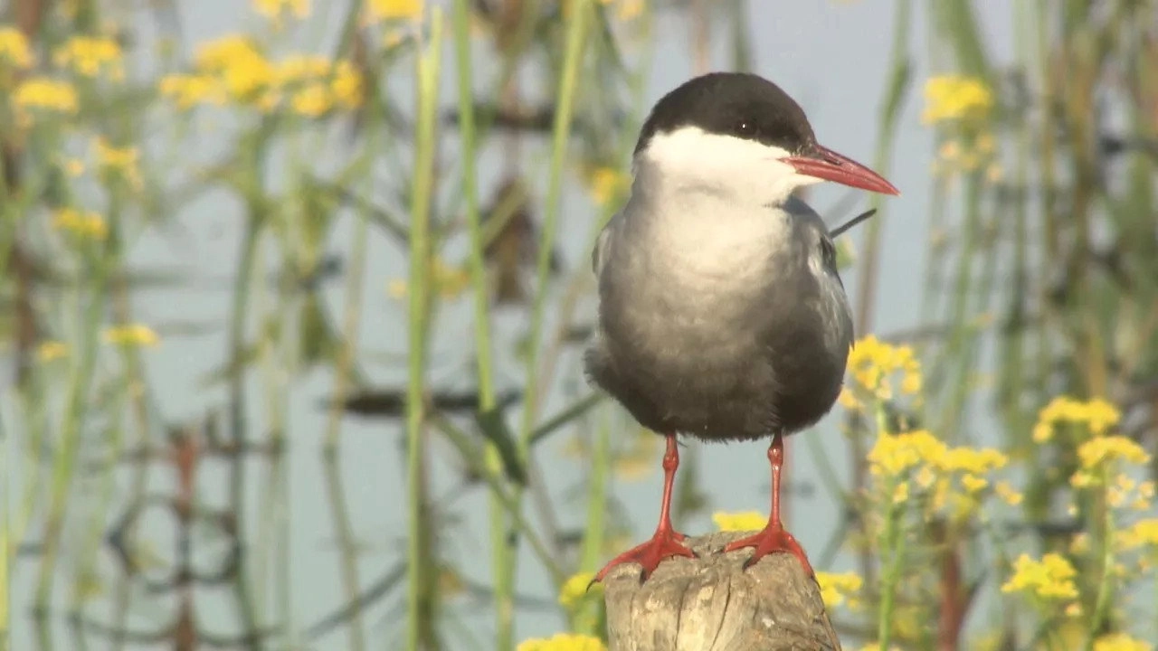 Au cœur des parcs régionaux naturels de France
