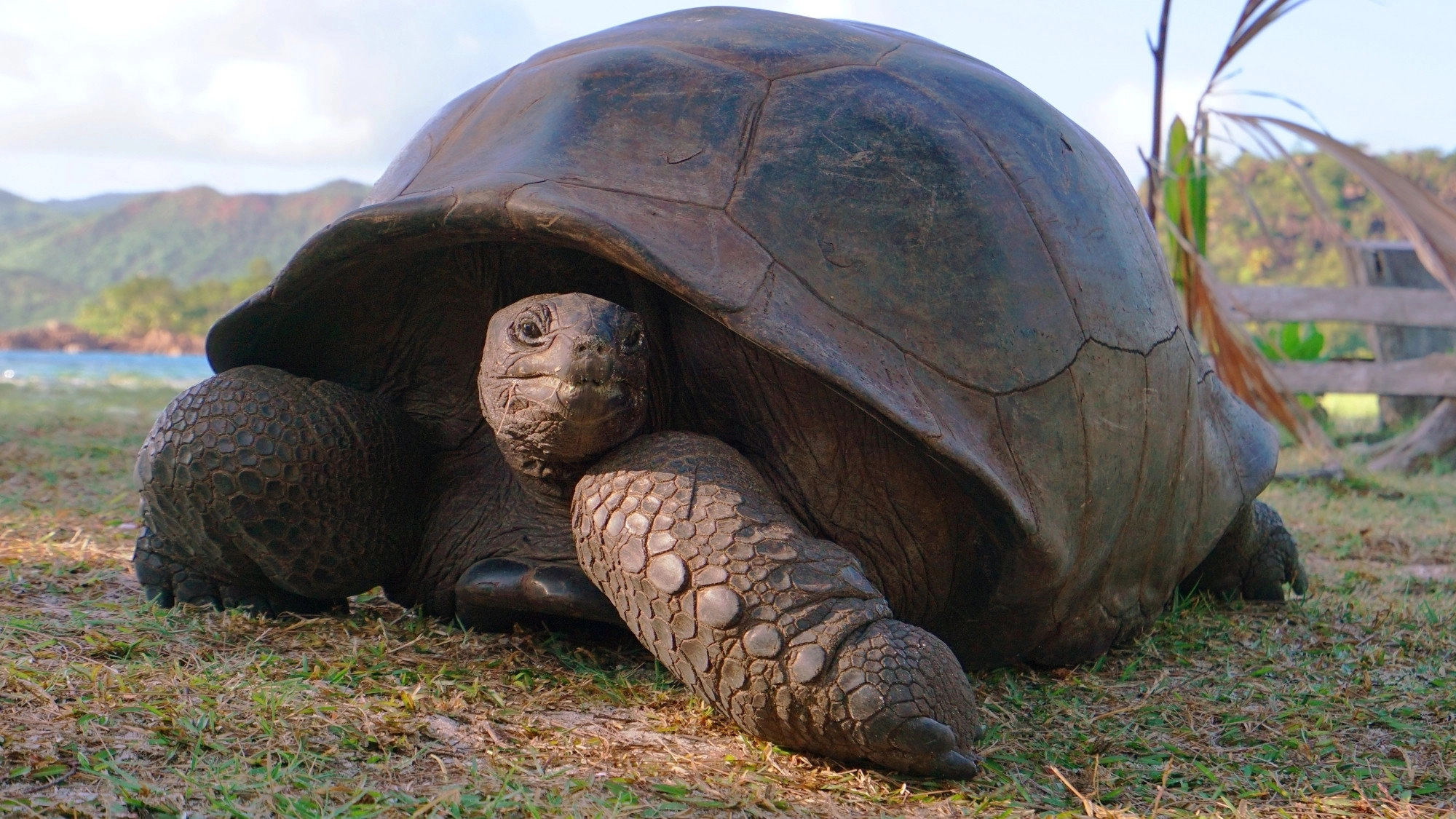 Aging in the Wild