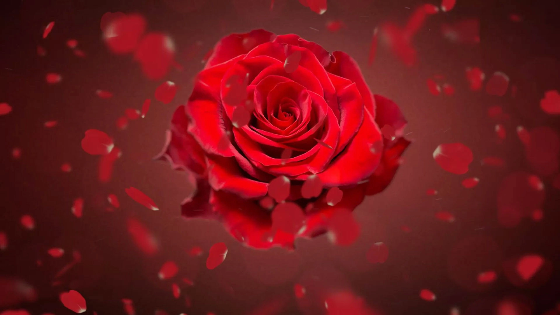 The Bachelor - Afrique