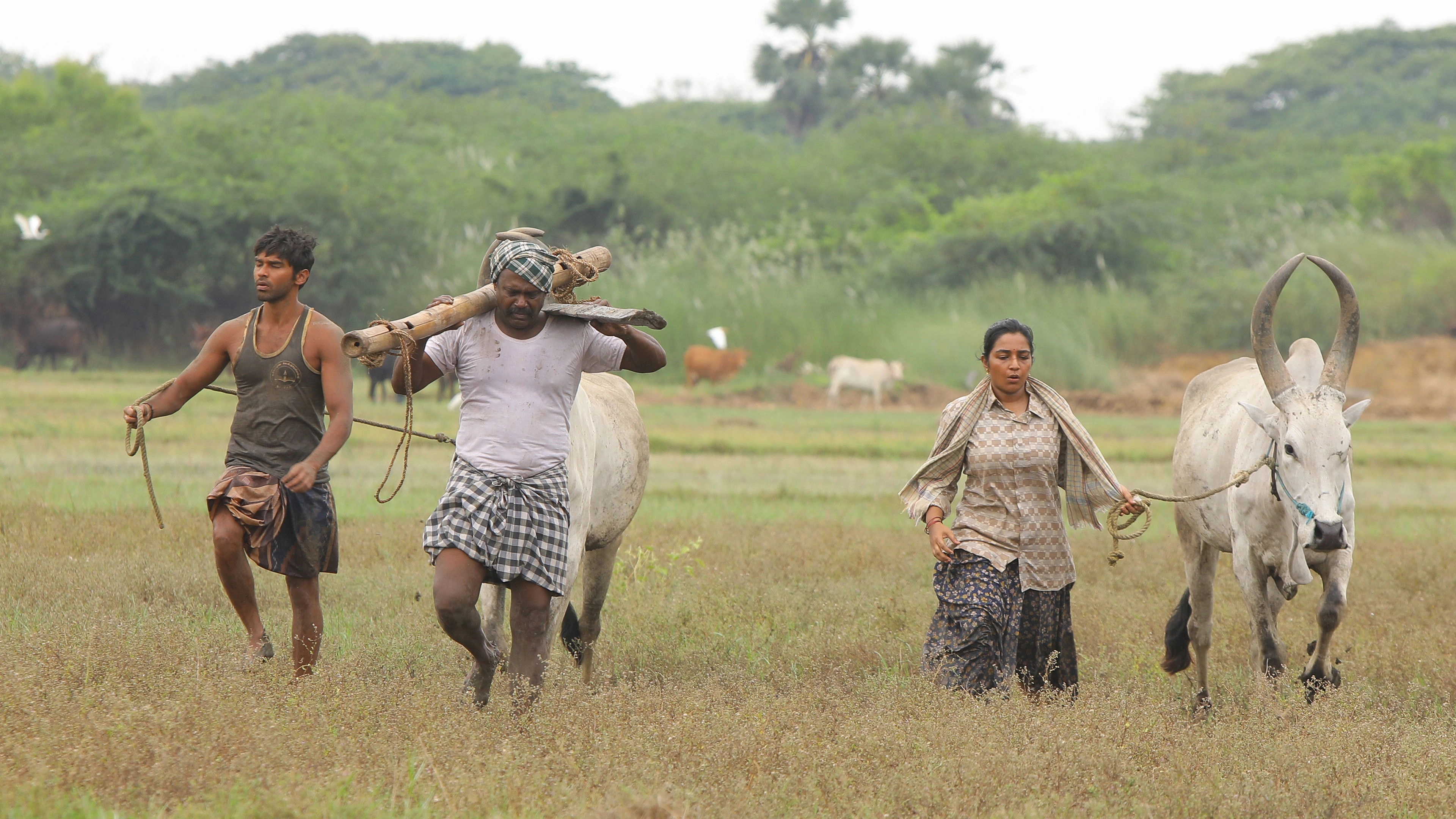 Bison Kaalamaadan
