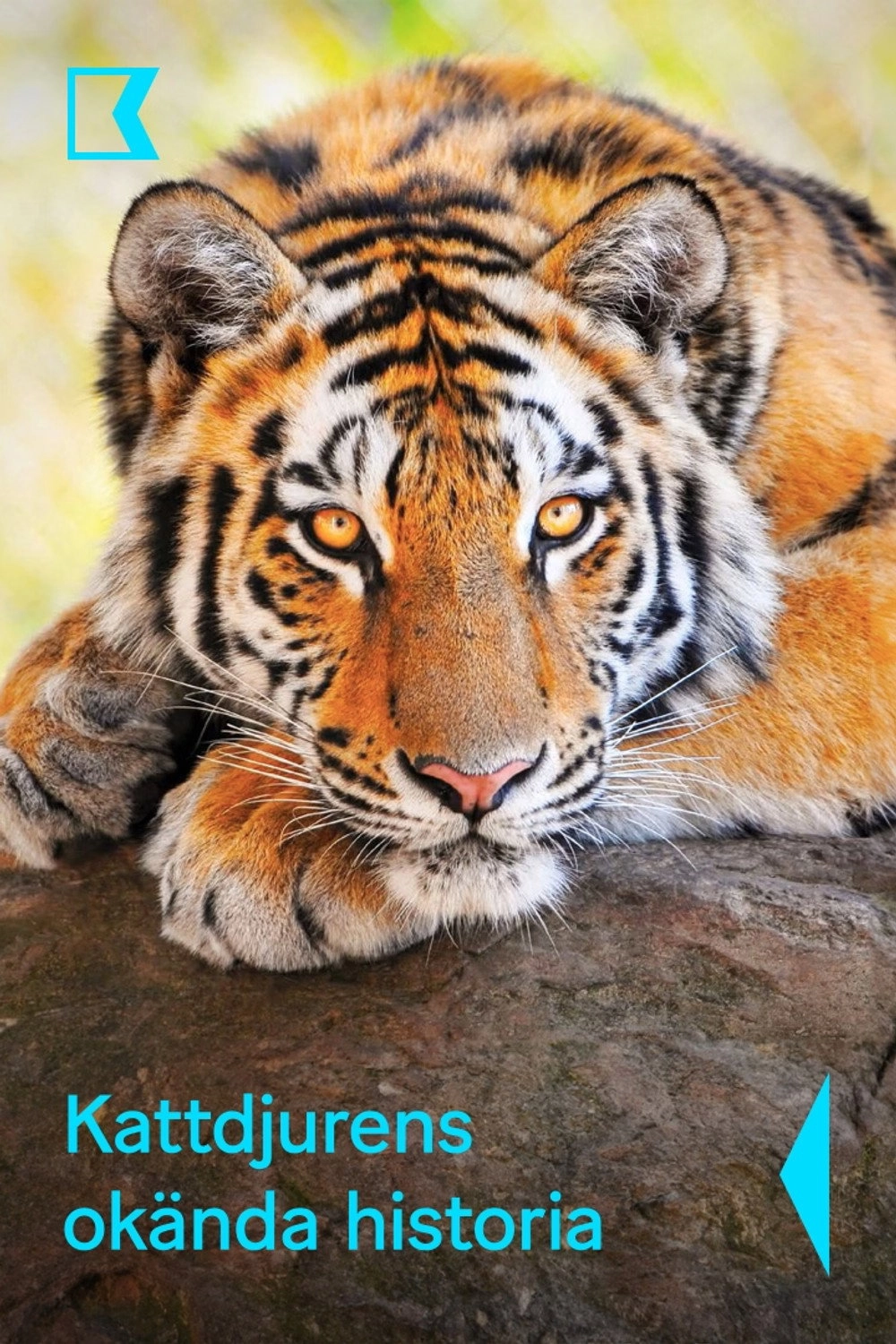 Age of Big Cats