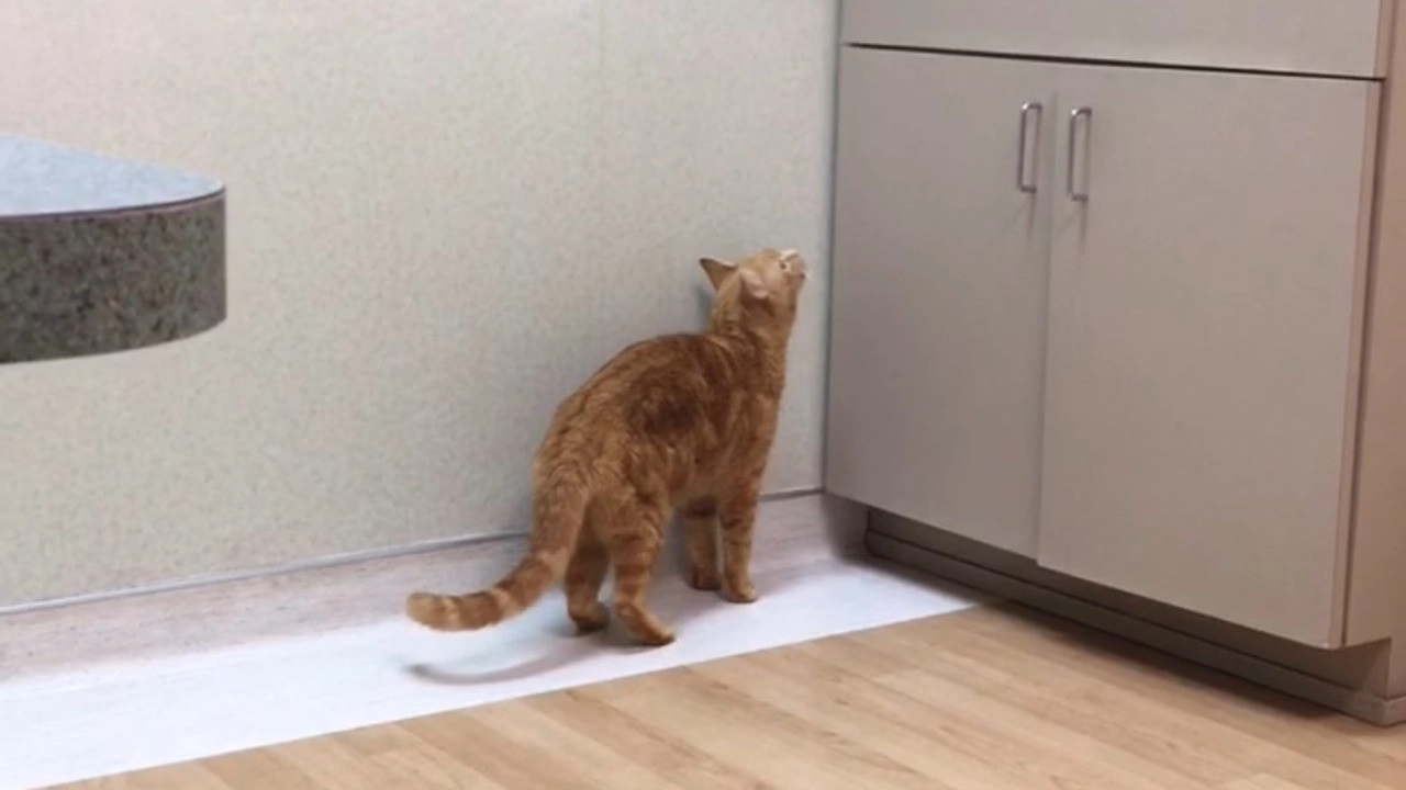 The Adventures of Murphy the Cat #4