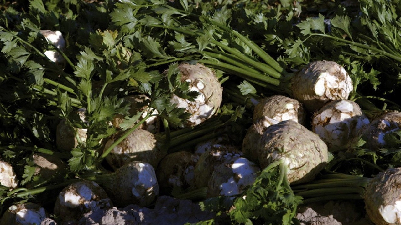 Food Markets: In the Belly of the City