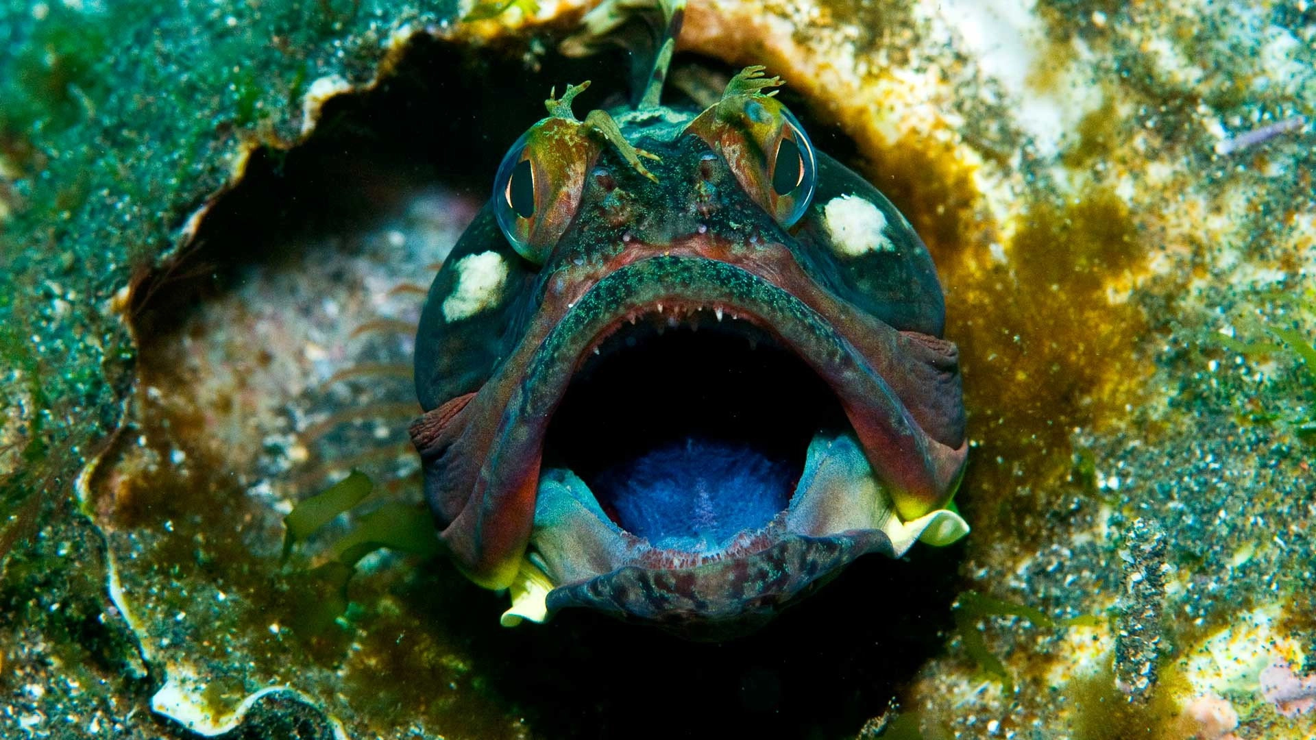 Ocean's Weirdest