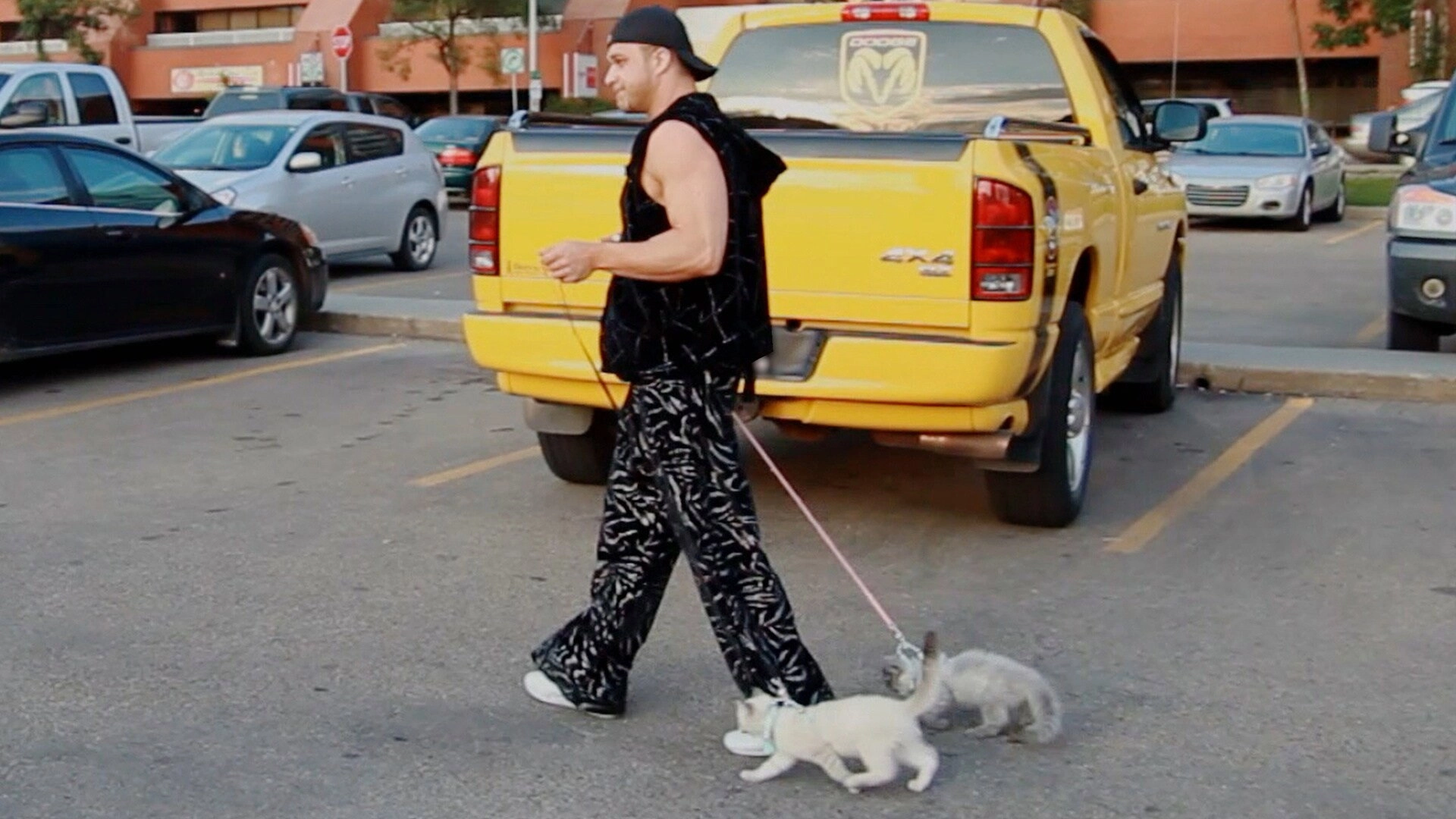 Dangerous Breed: Crime. Cons. Cats.