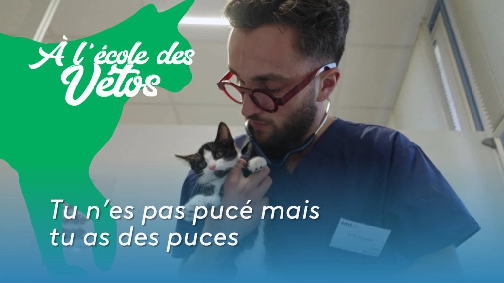 A l'école des vétos