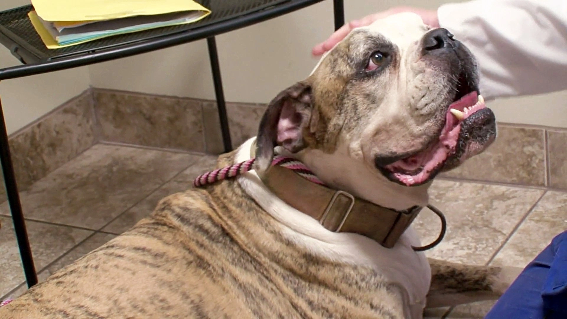 Pit Bulls and Parolees