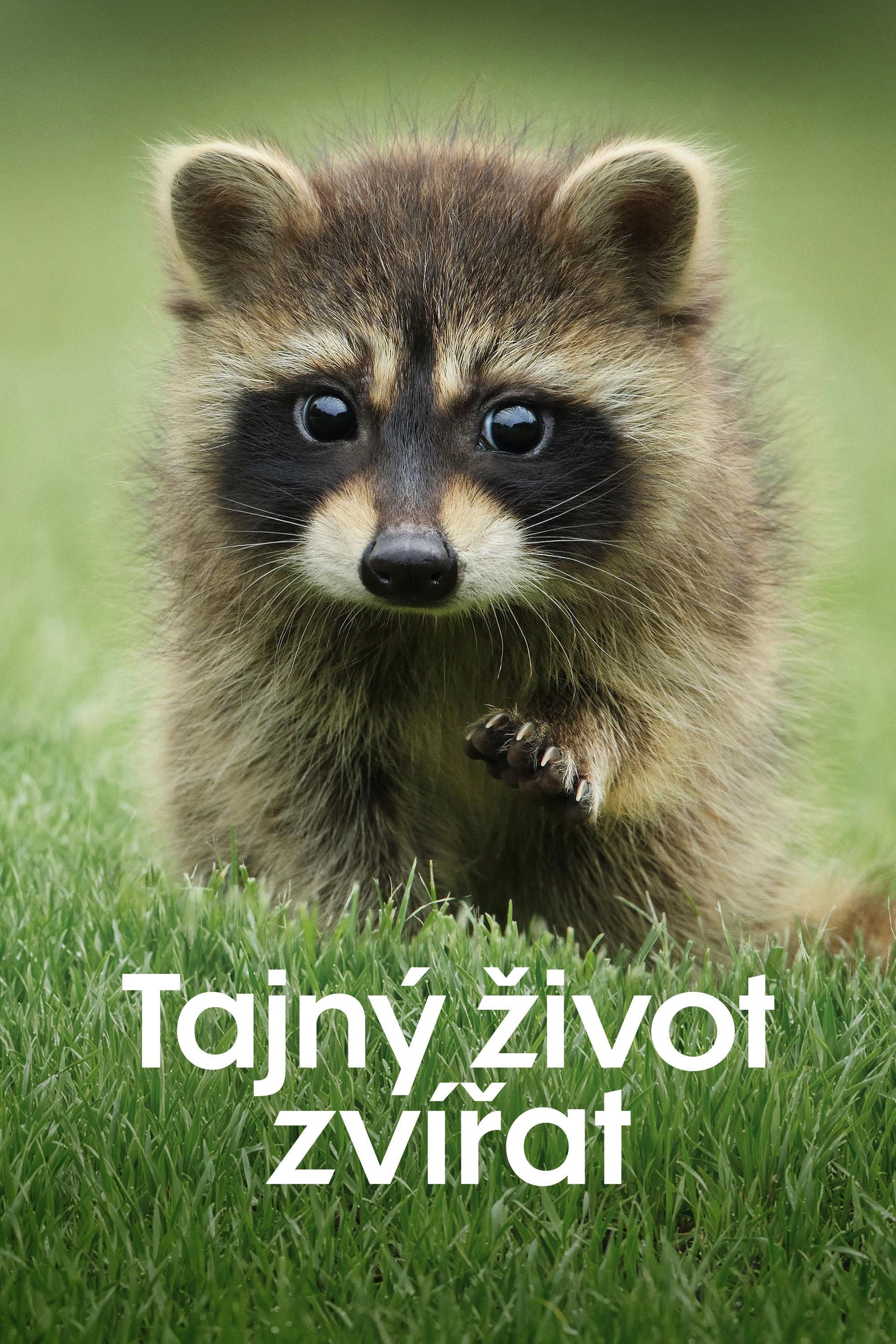 The Secret Lives of Animals