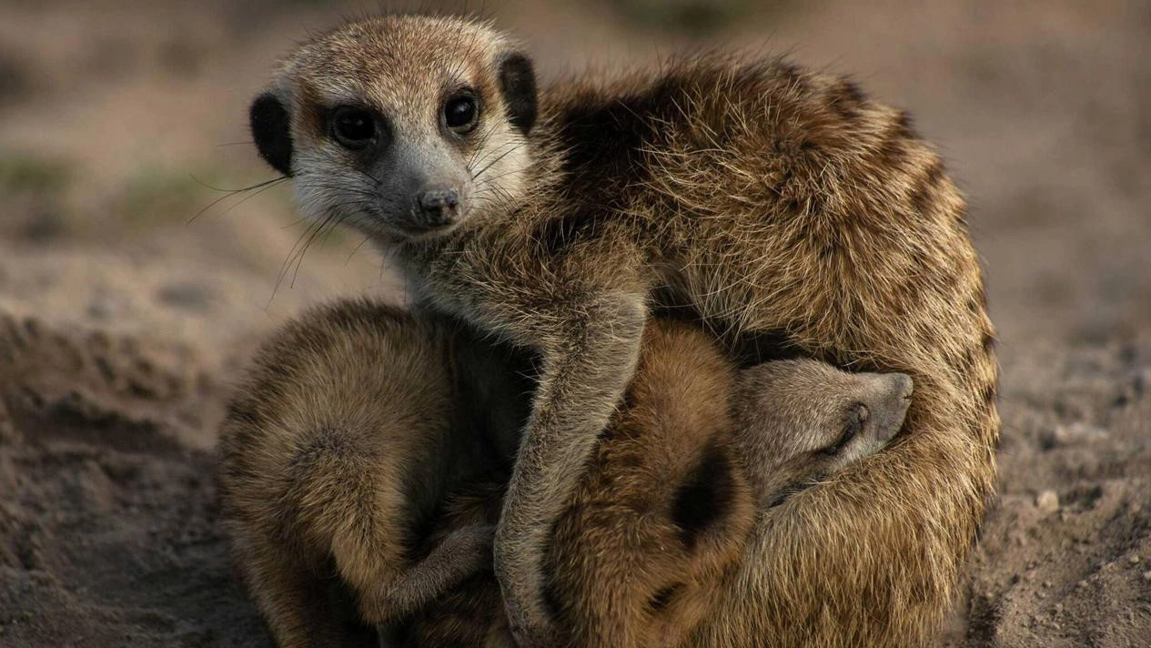 Meerkat Manor: Rise of the Dynasty