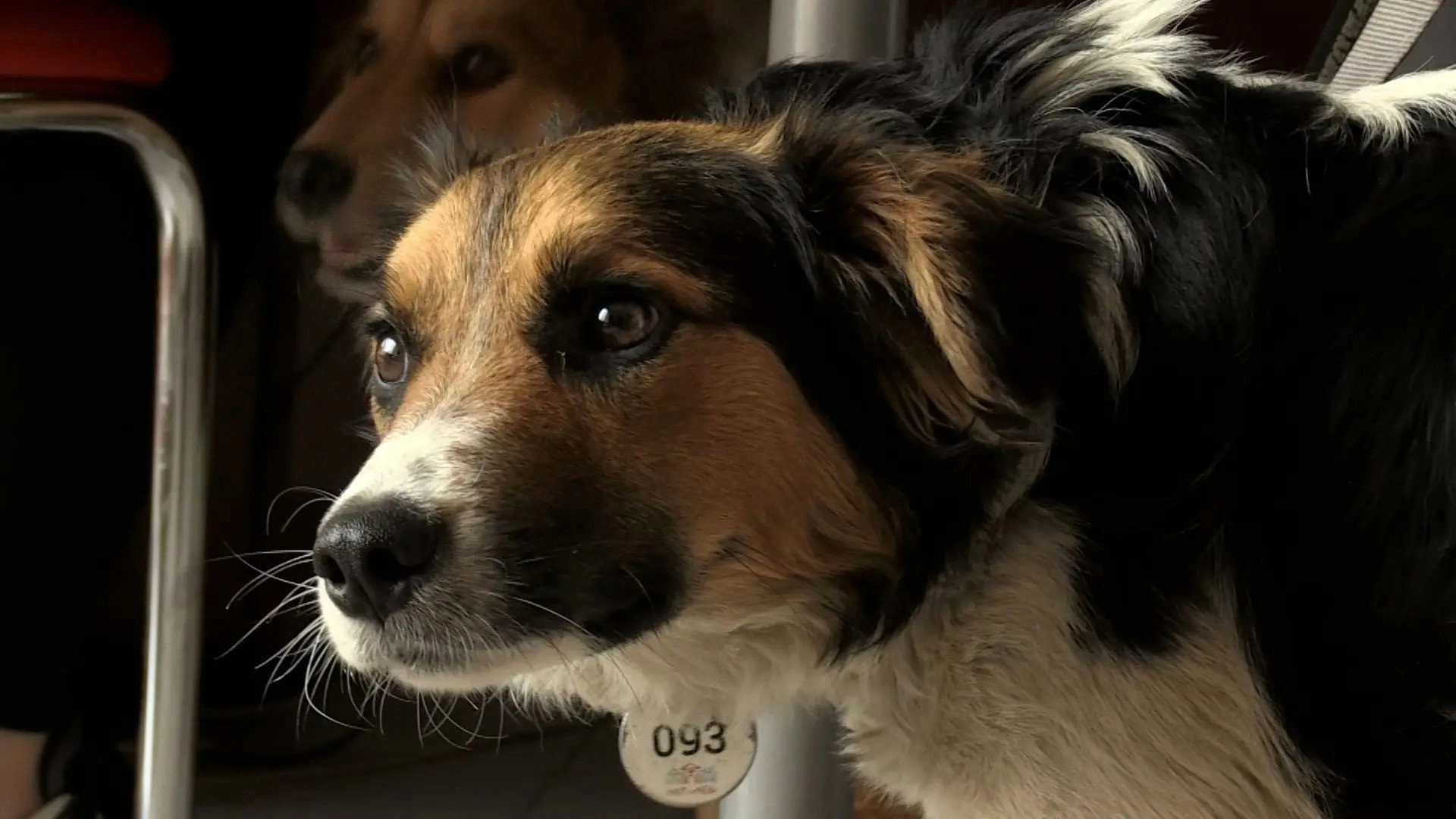 Dogs and War: What I saw in Ukraine
