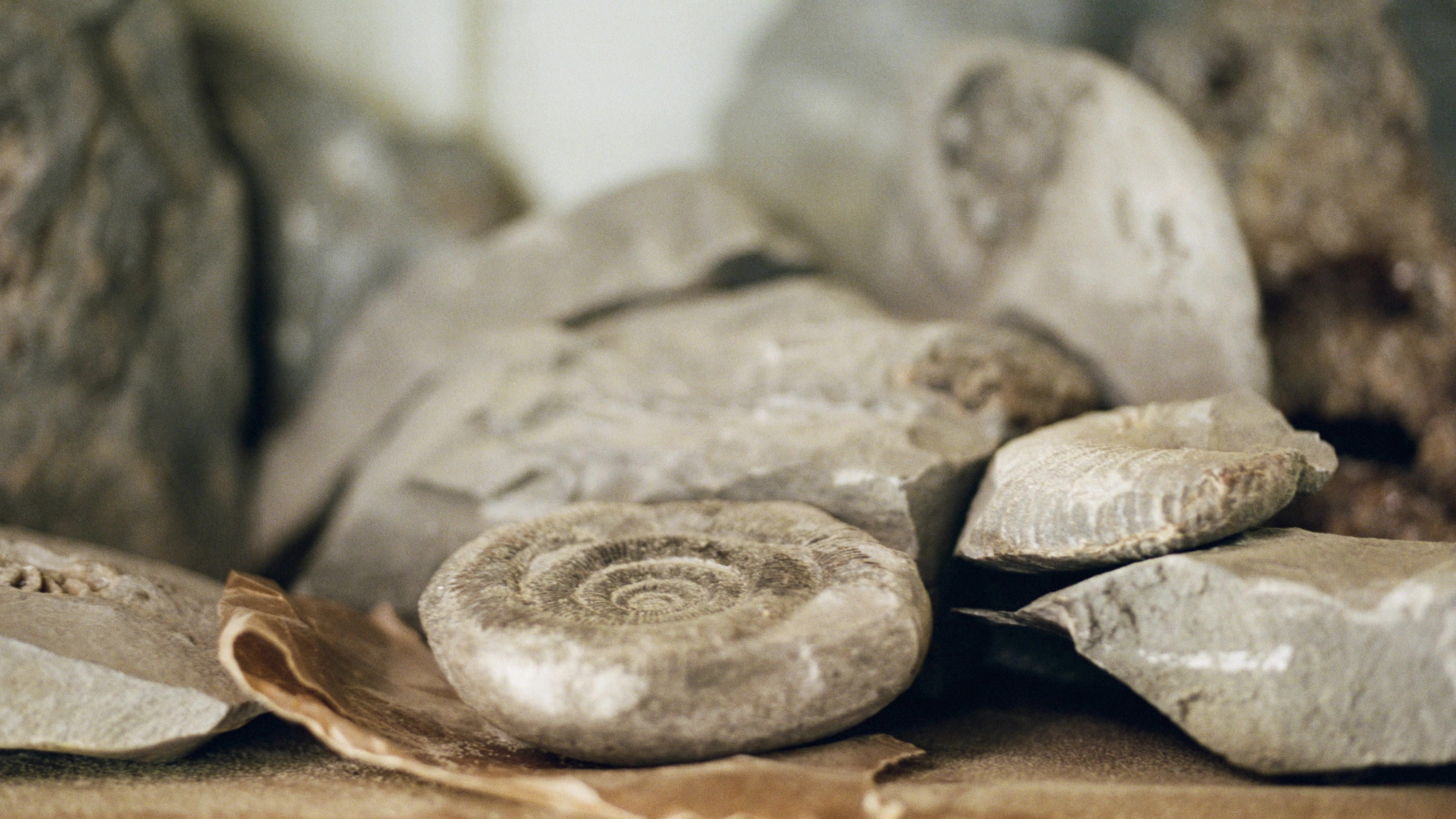 Ammonite