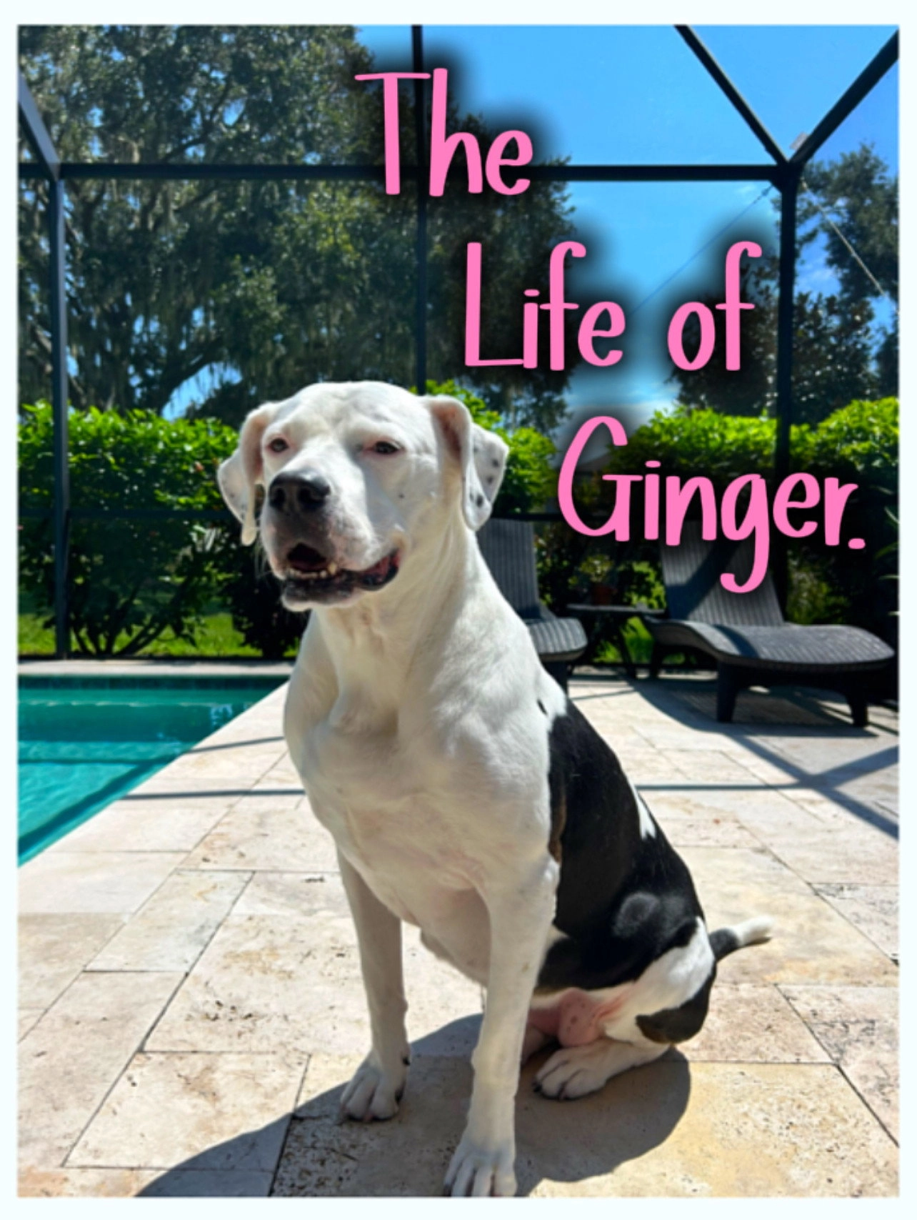 The Life of Ginger