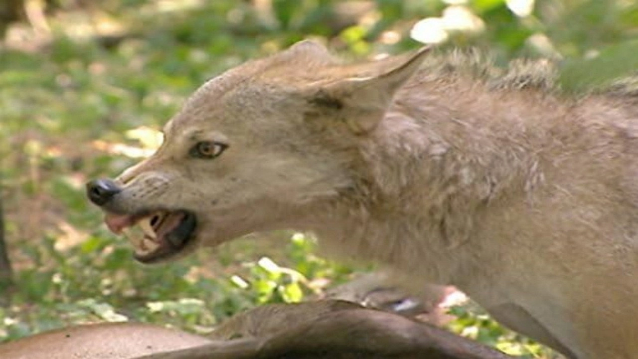 Animals Like Us