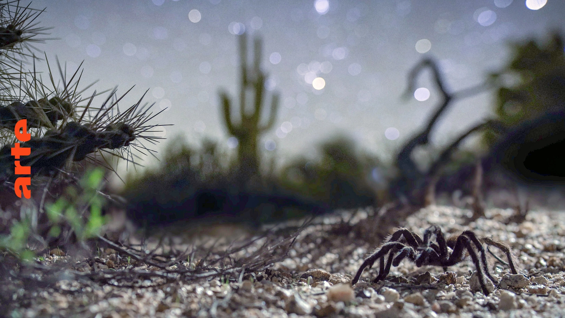 America's Wild Seasons