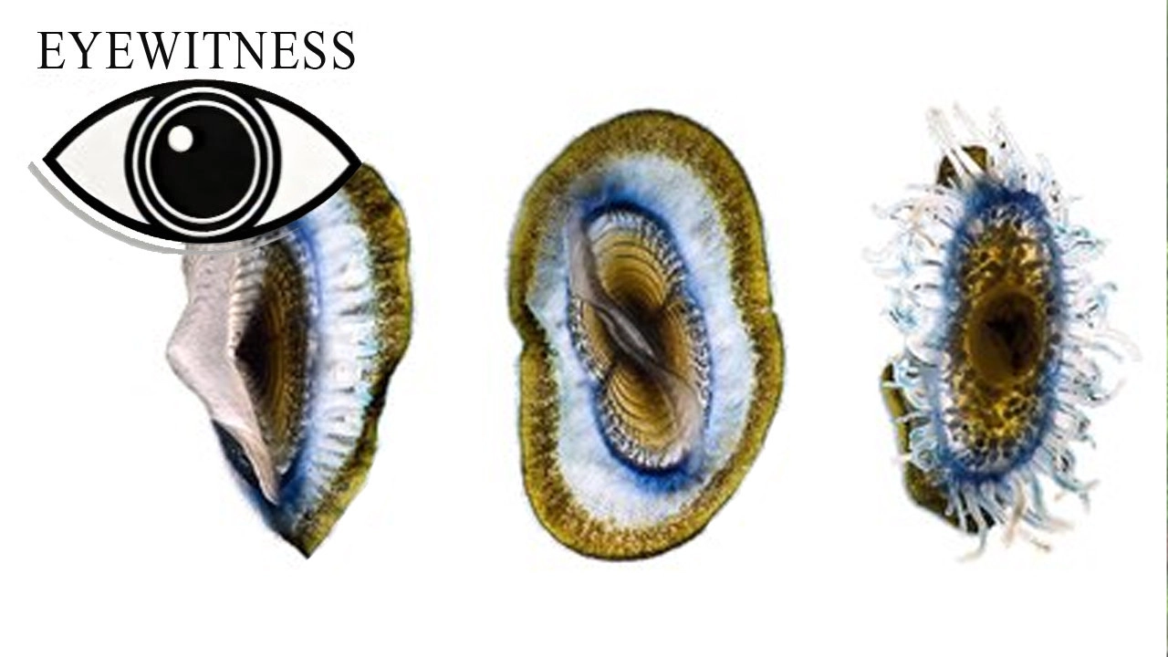 Eyewitness