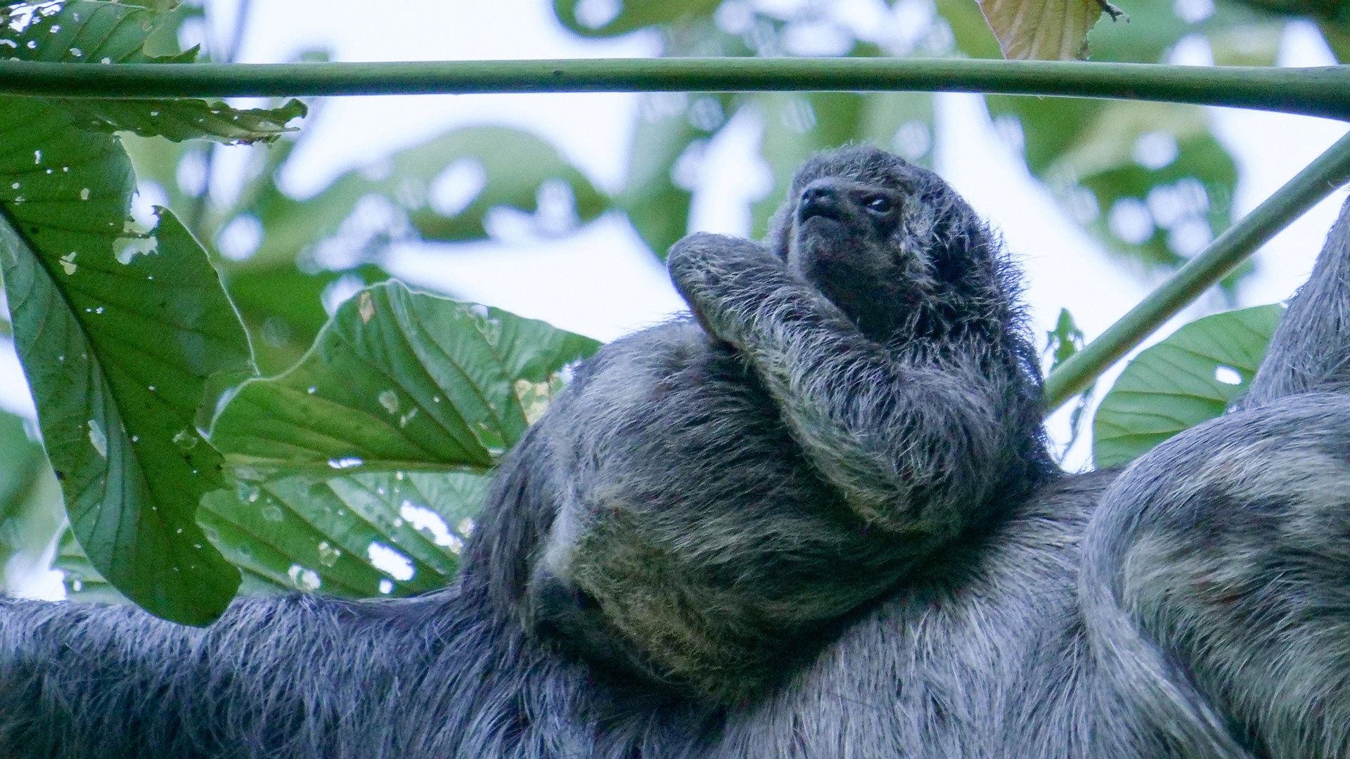 South America's Weirdest Animals