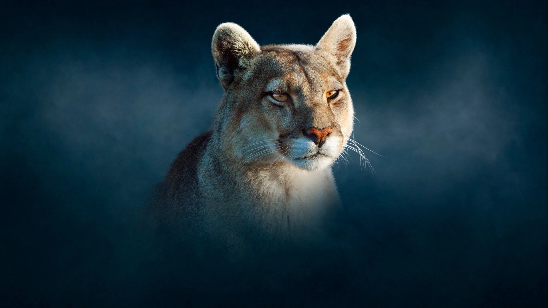 Dynasties