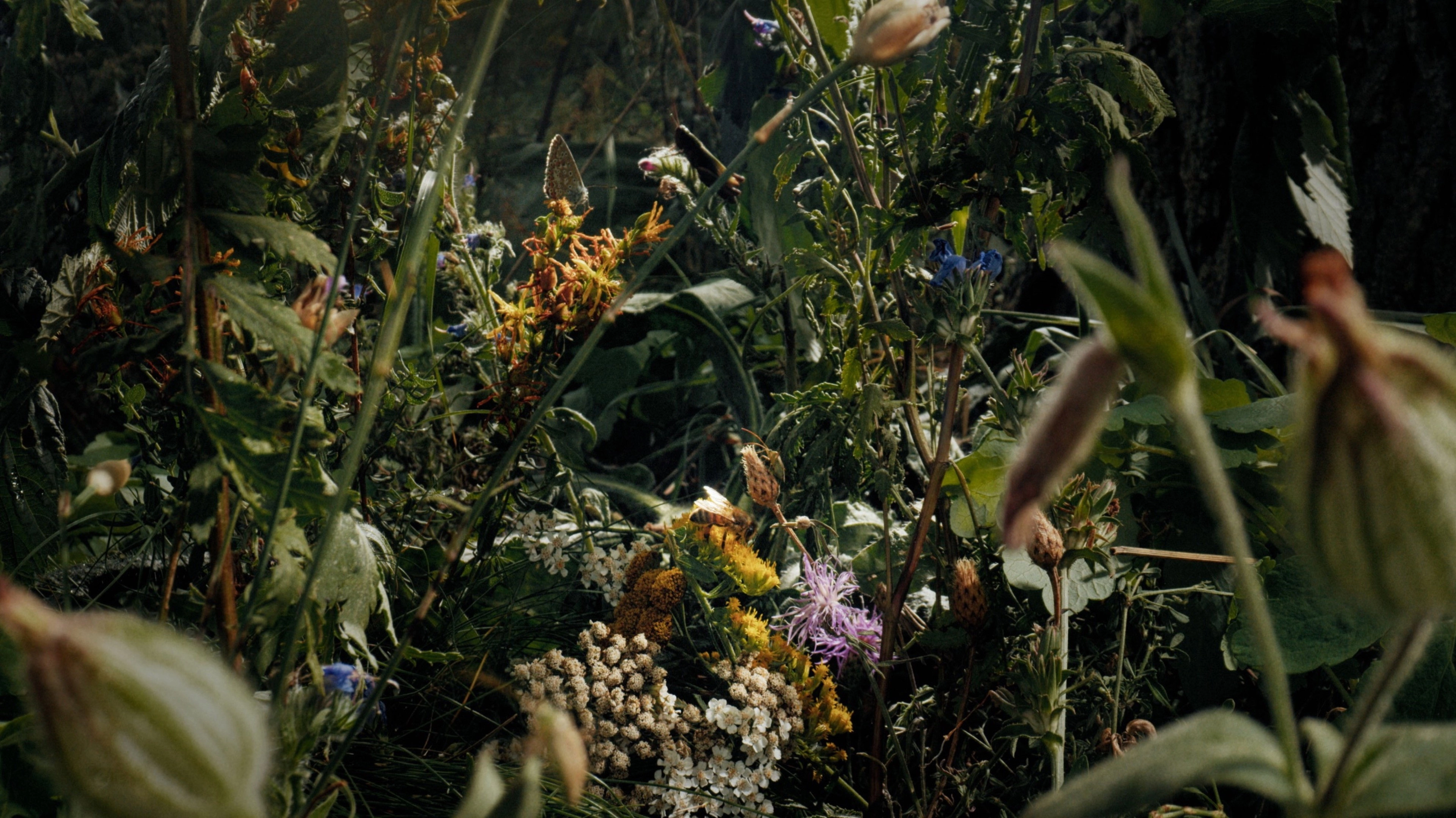 Insects – Hidden Heroes