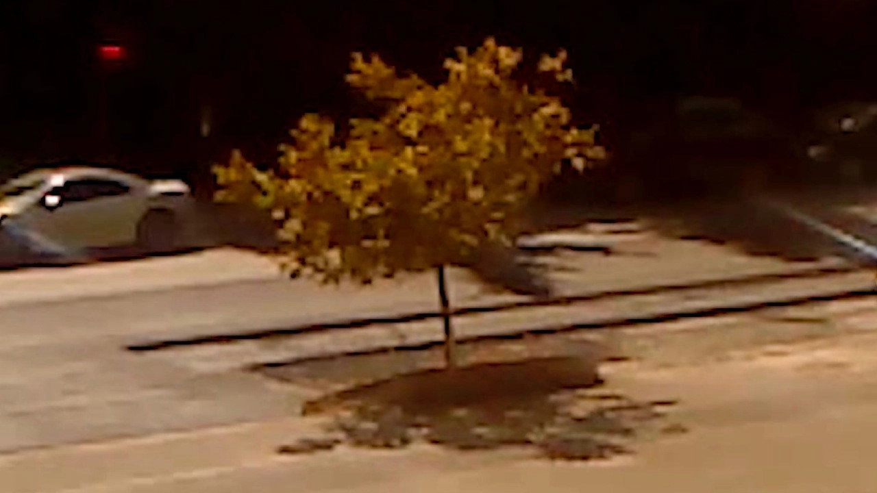 Dry Leaf