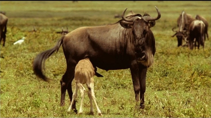 If I Were an Animal