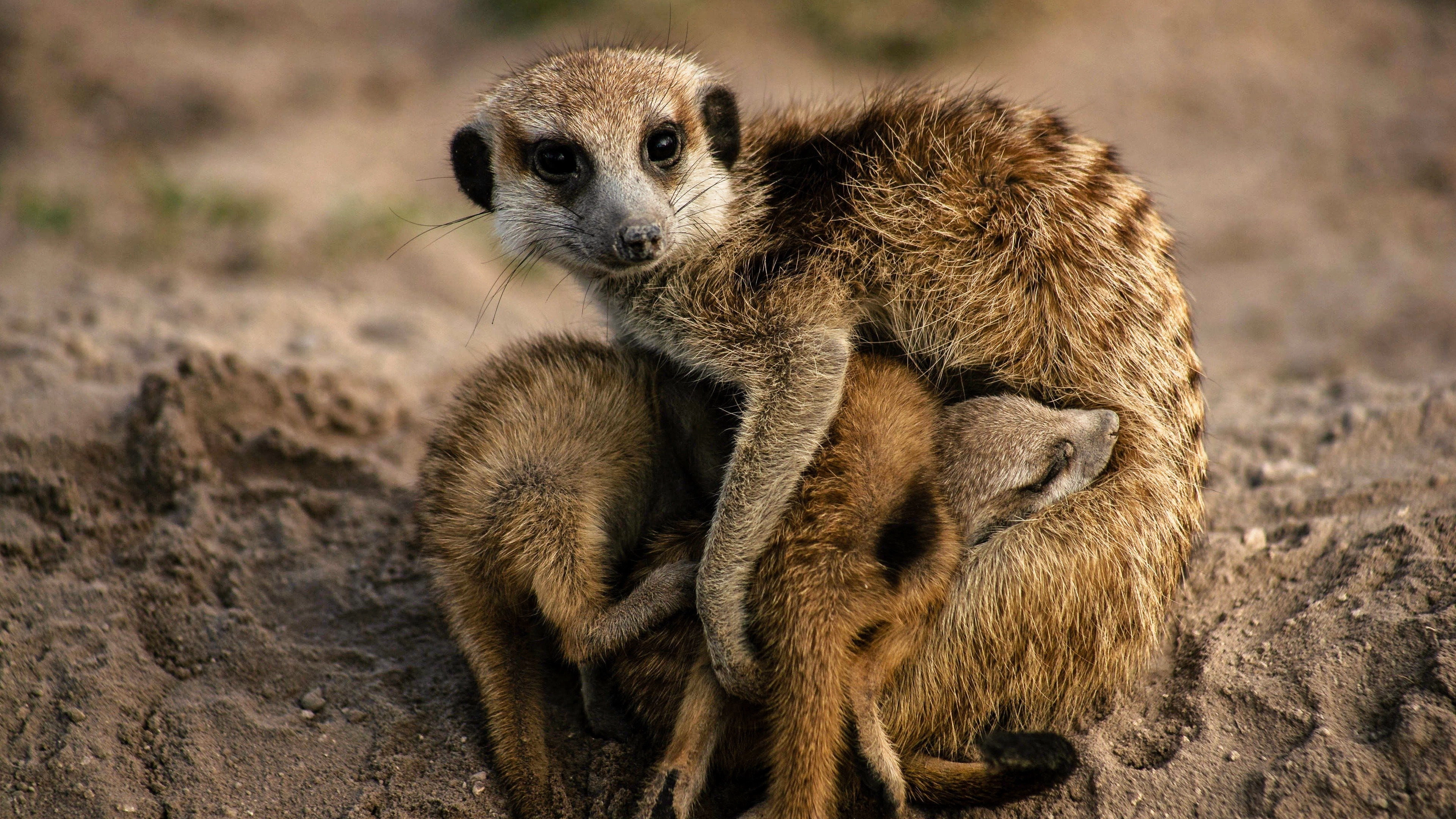 Meerkat Manor: Rise of the Dynasty