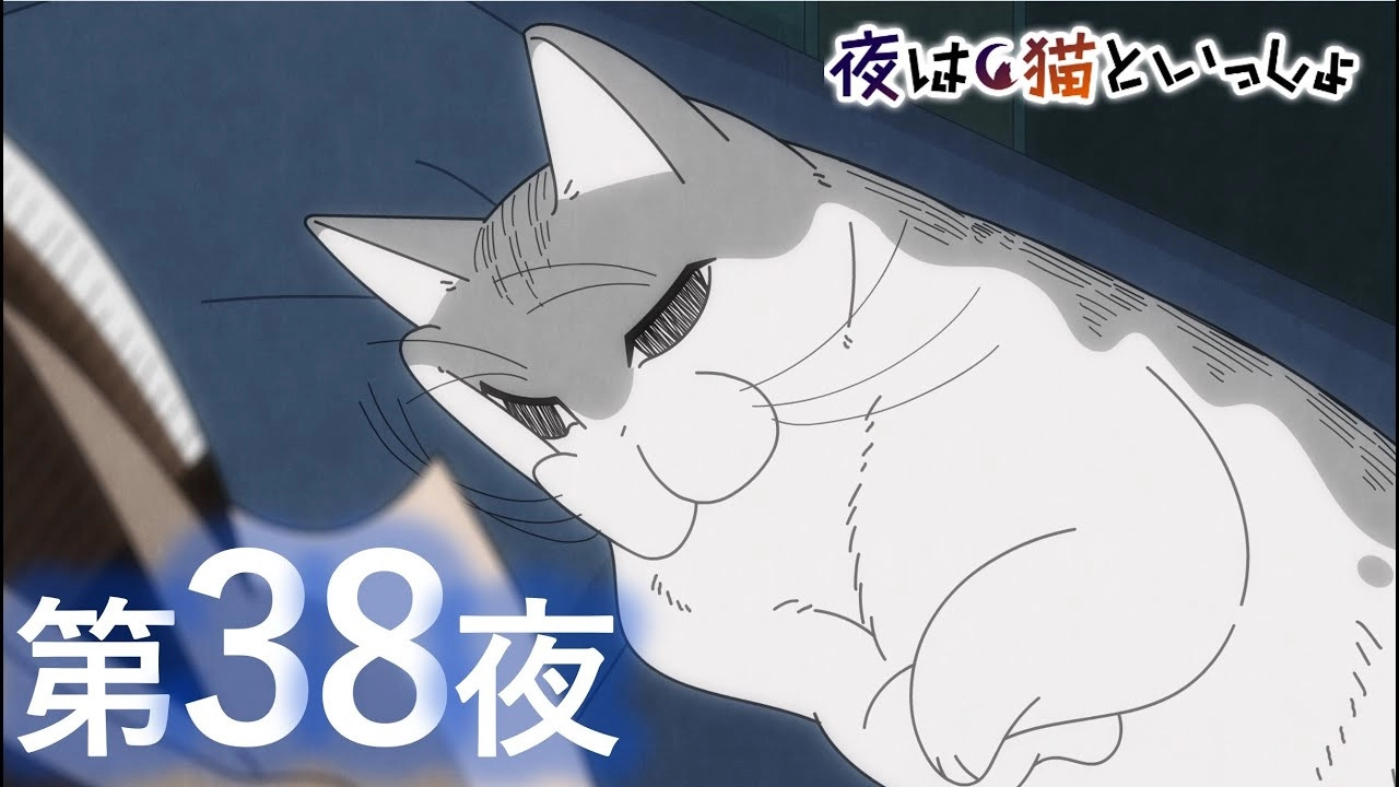 Nights with a Cat