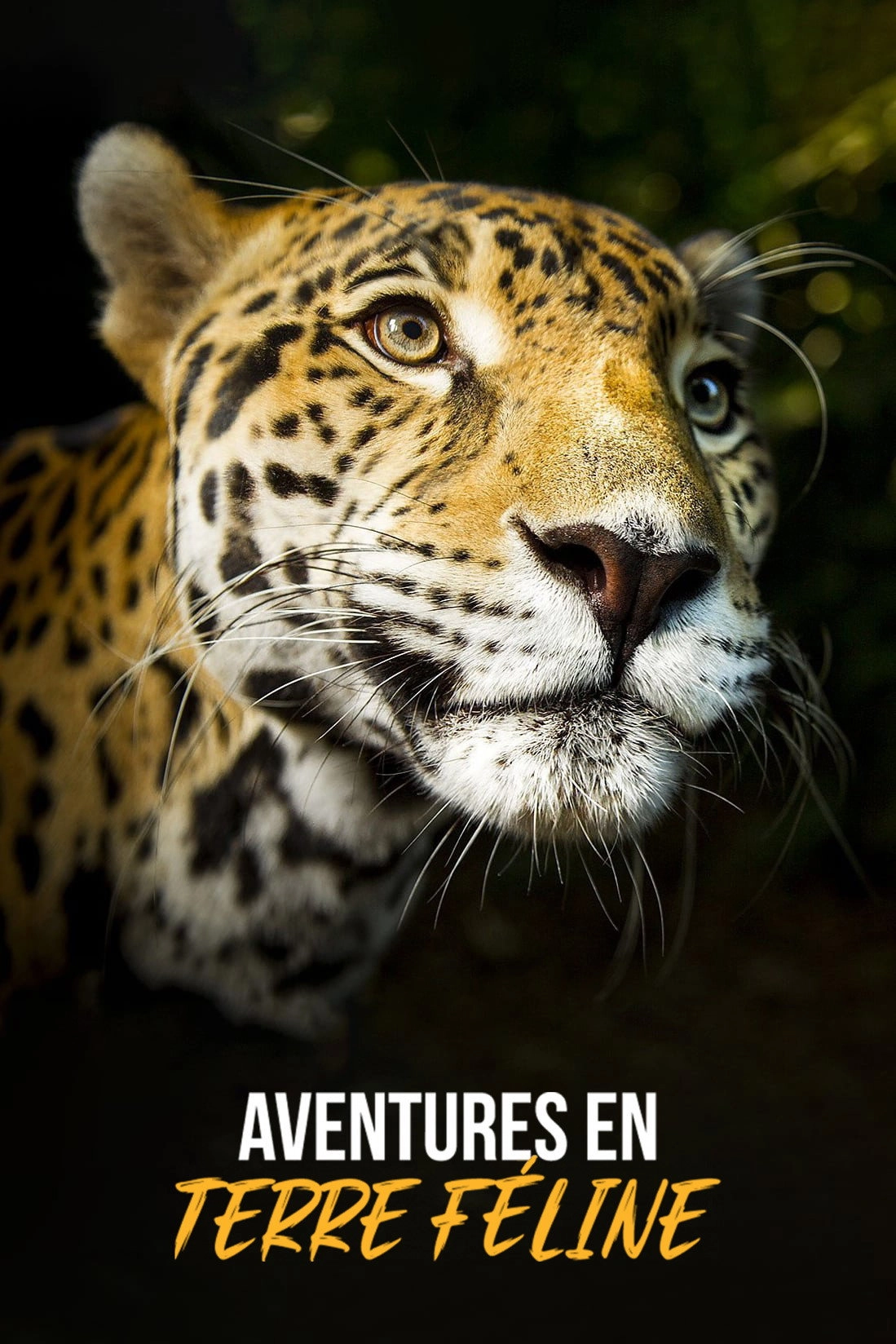 Big Cats