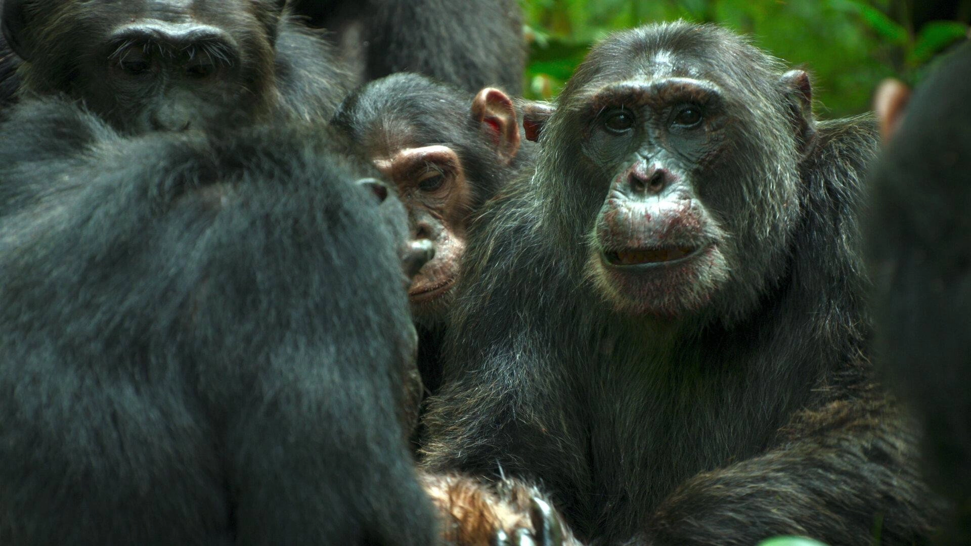 Chimp Empire
