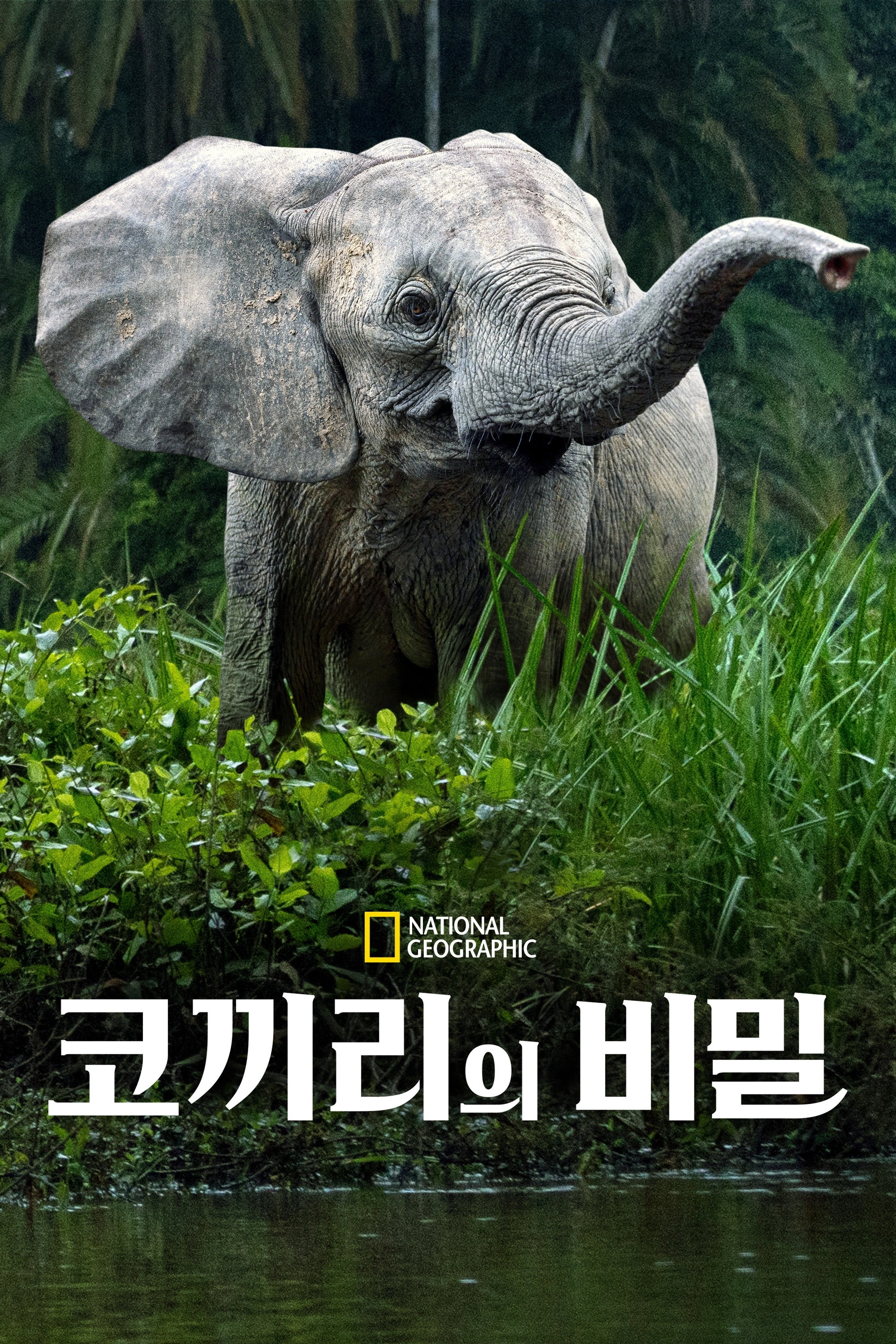 Secrets of the Elephants