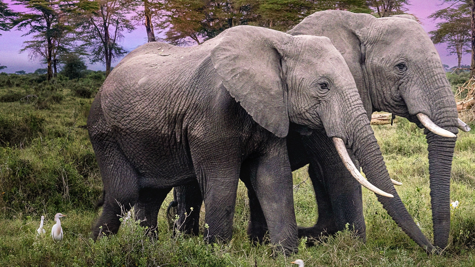 Secrets of the Elephants
