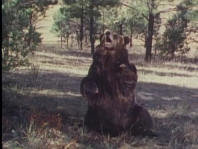 Grizzly Adams