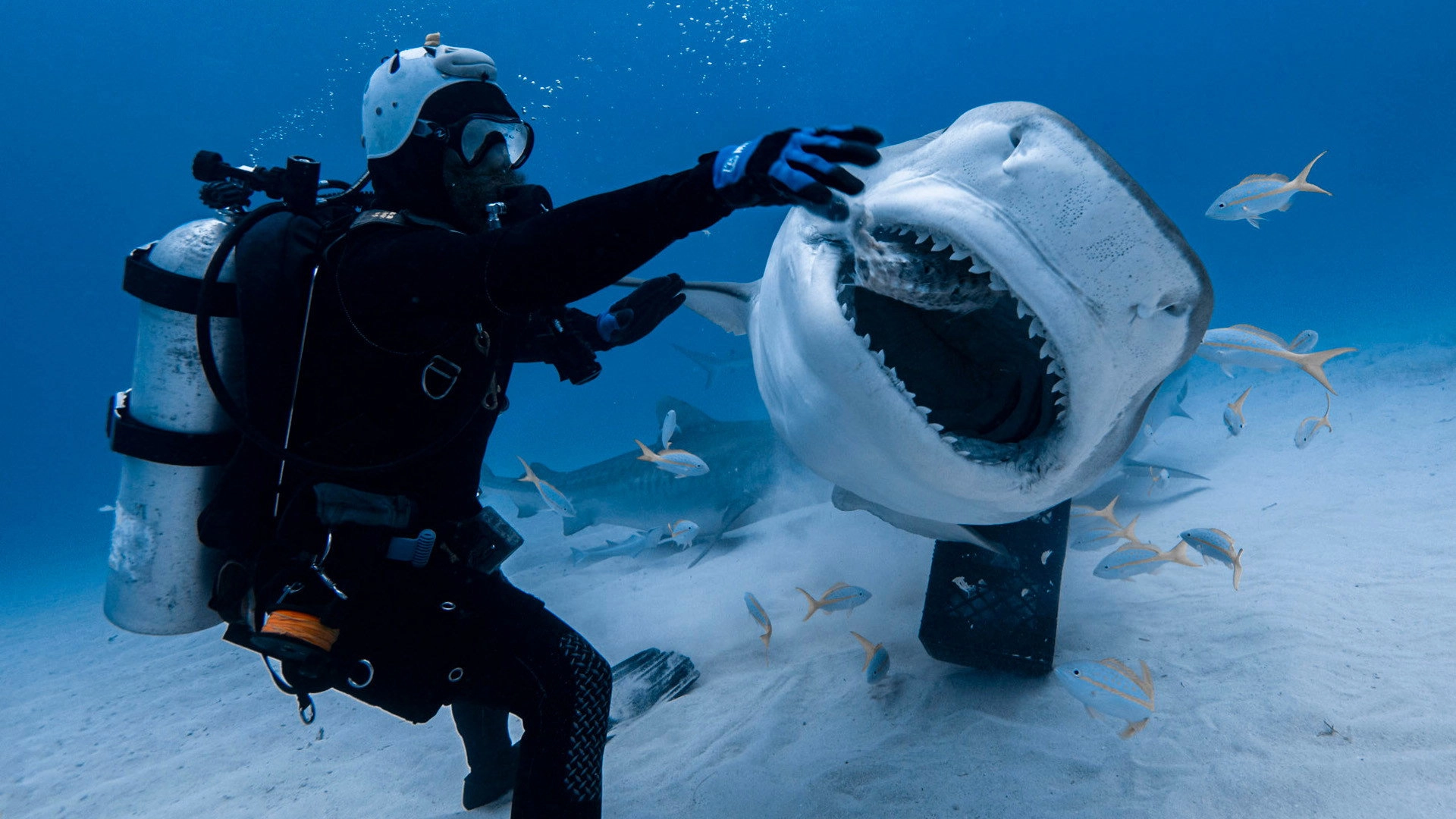 Tiger Shark Beach