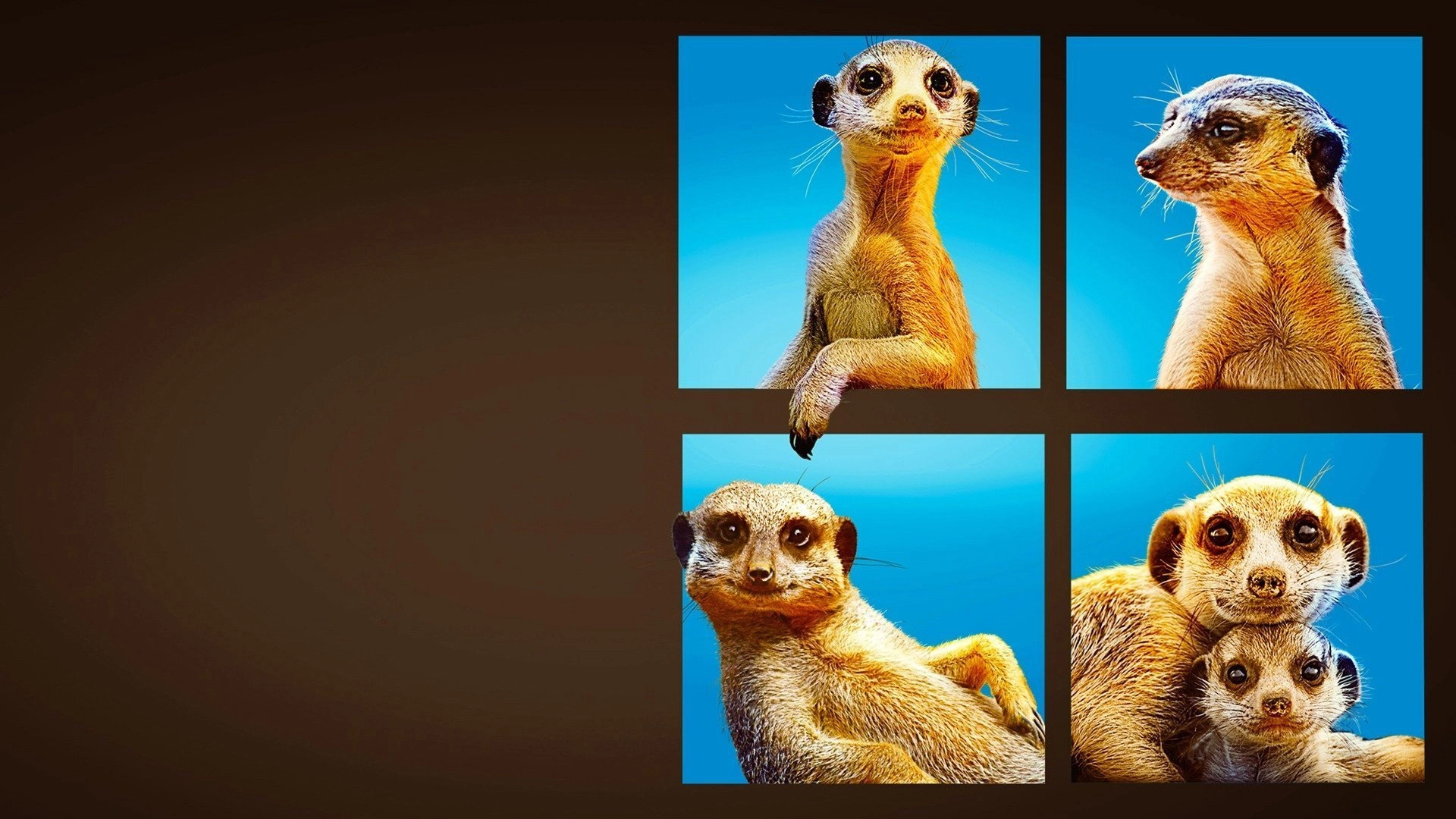 Meet The Meerkats
