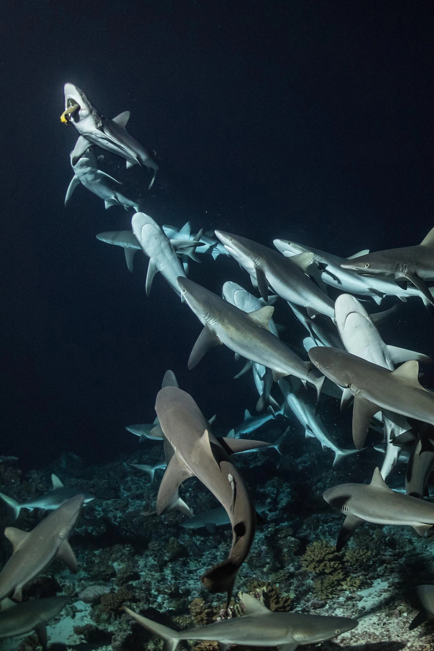 700 Sharks