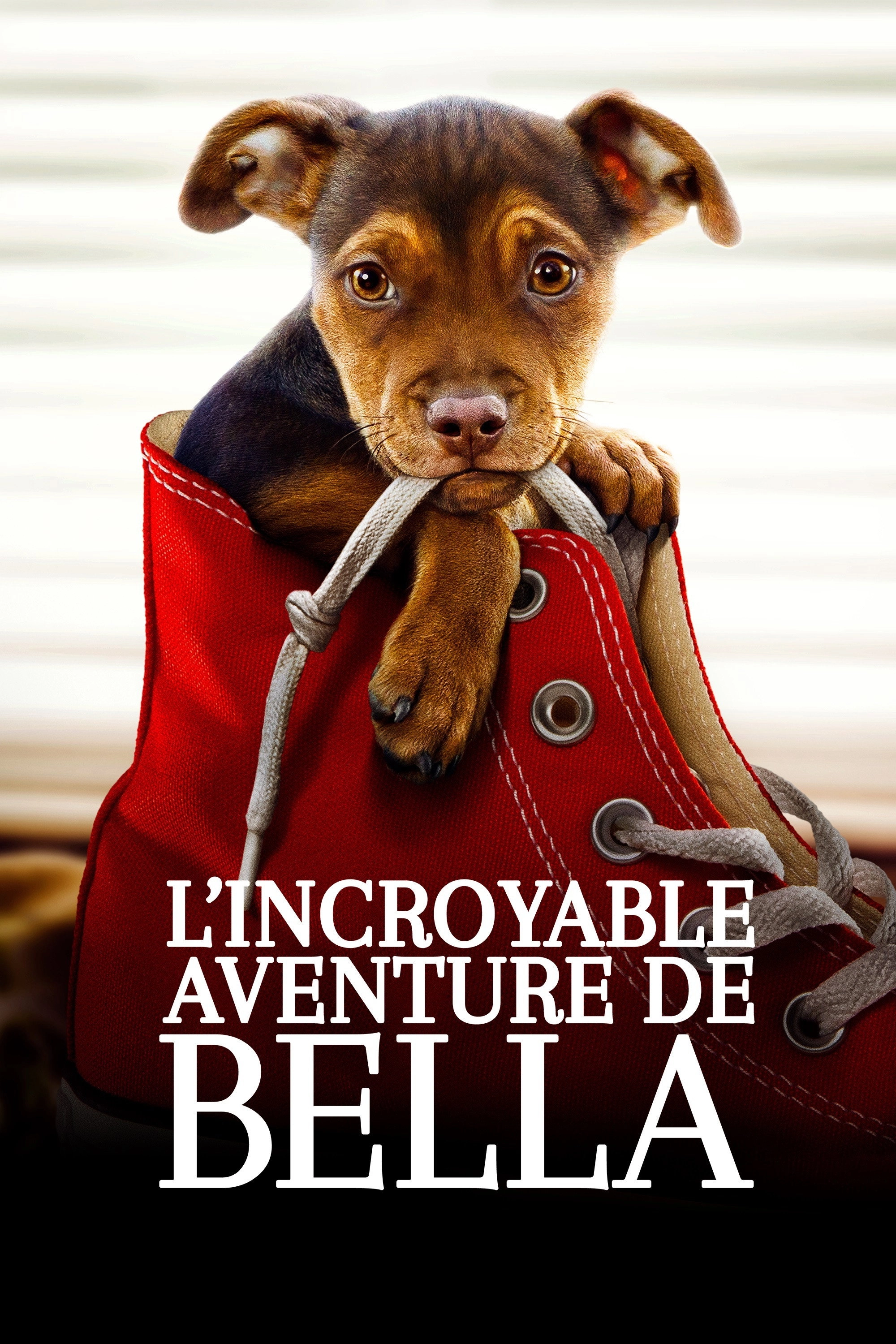 A Dog's Way Home