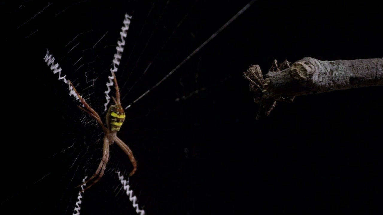 Micro Monsters with David Attenborough