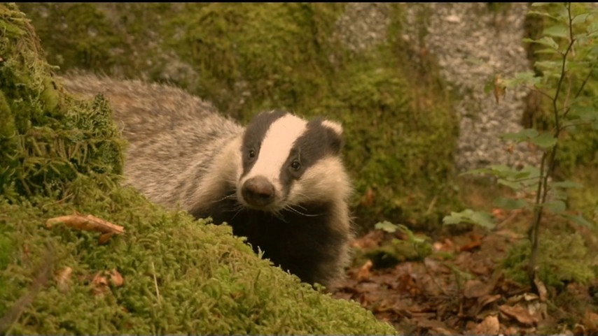 If I Were an Animal