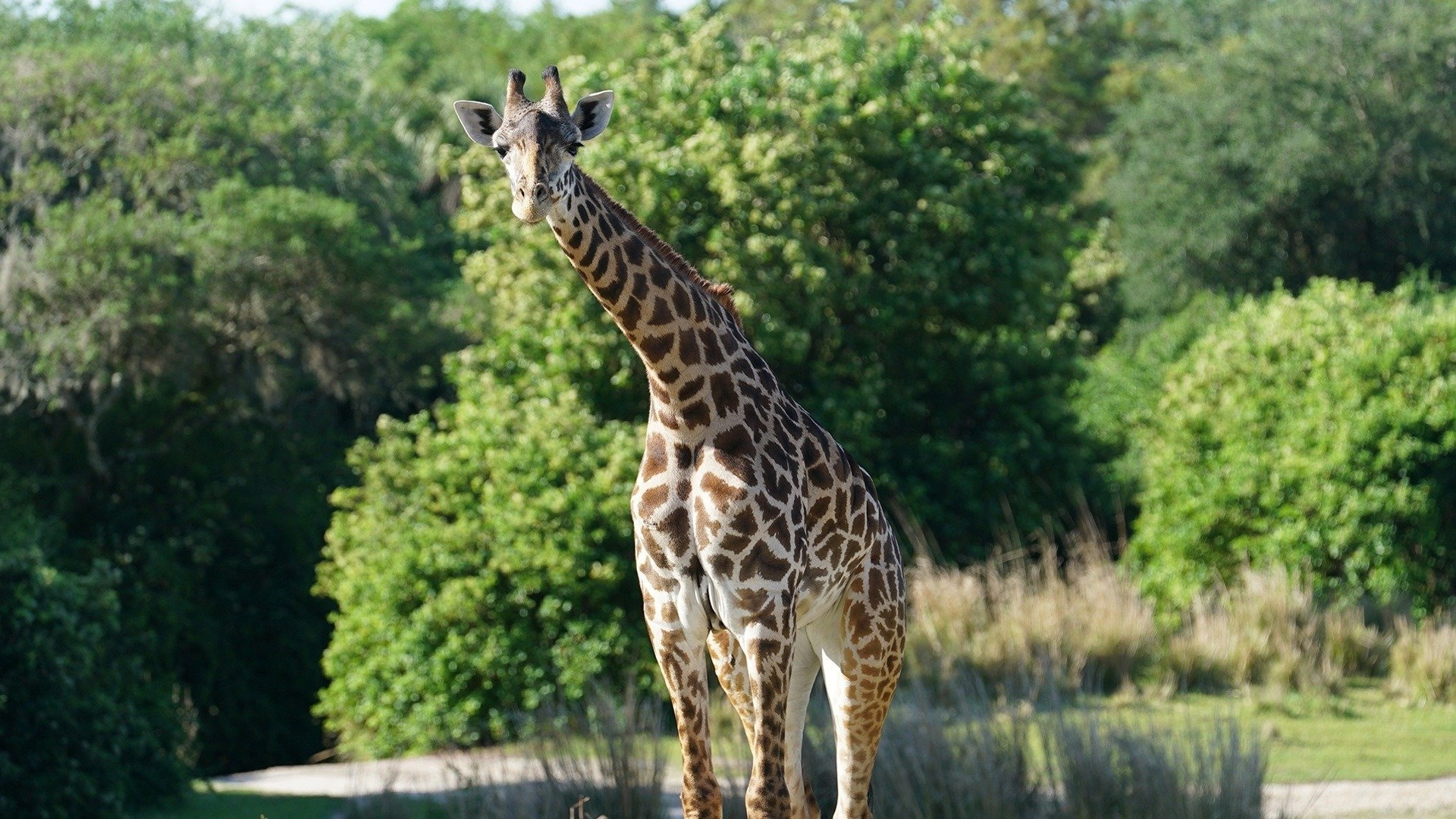 Magic of Disney's Animal Kingdom