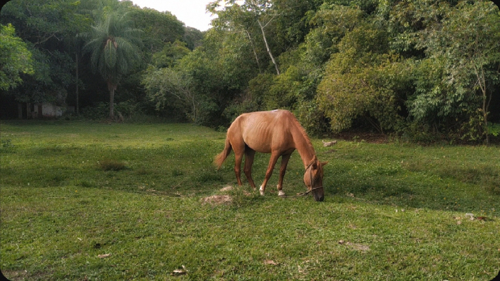 A horse looked at the sky with hope of escape