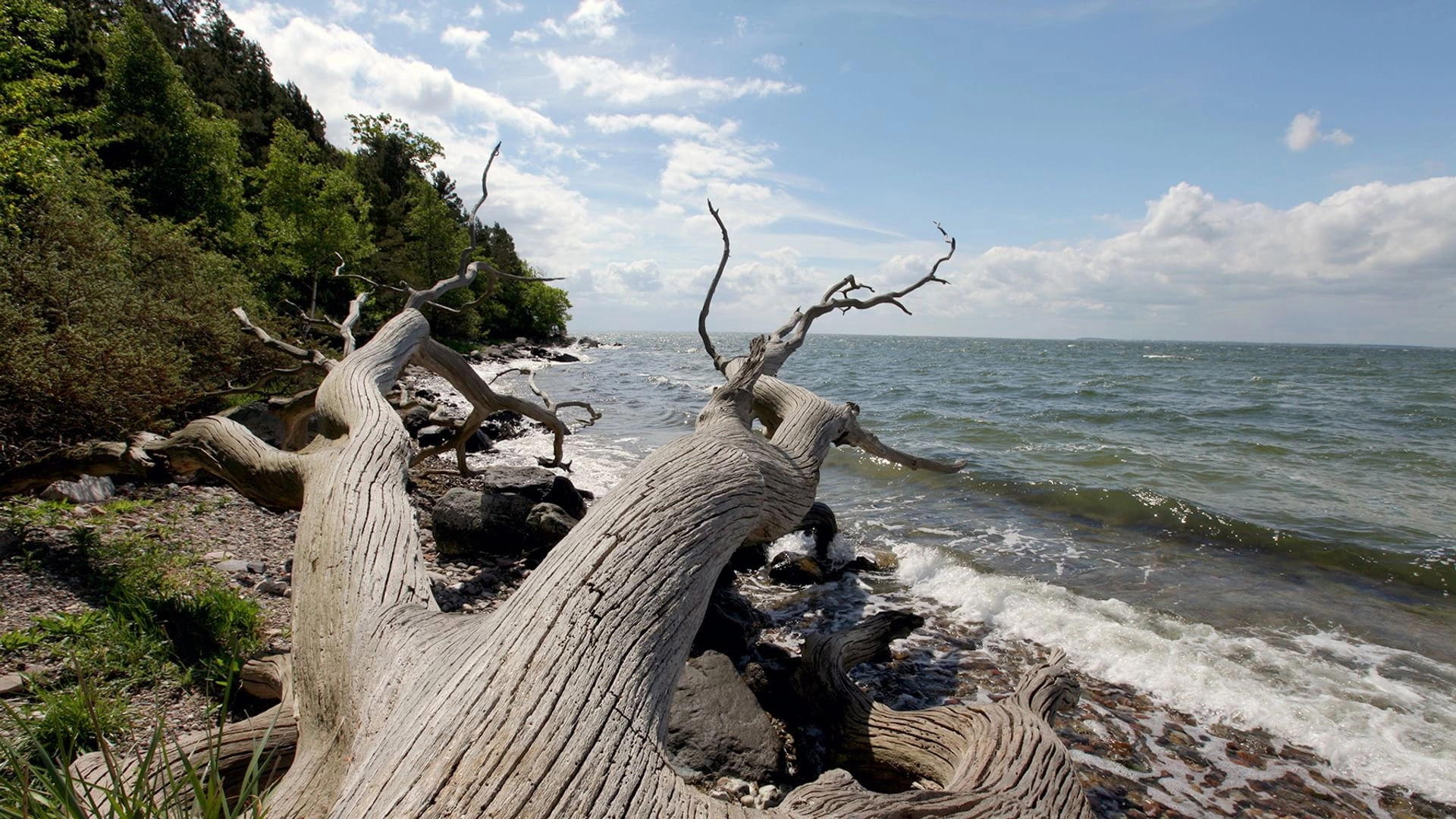 Wild Baltic Sea