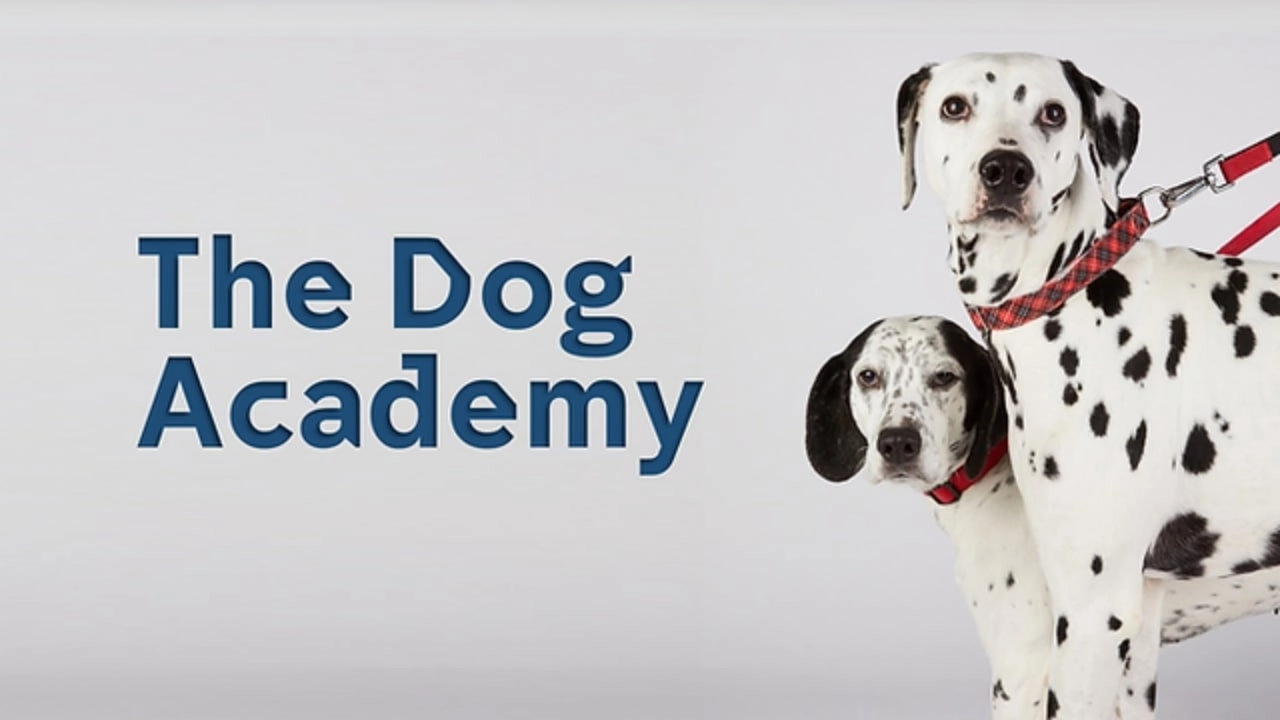 Bad Dog Academy