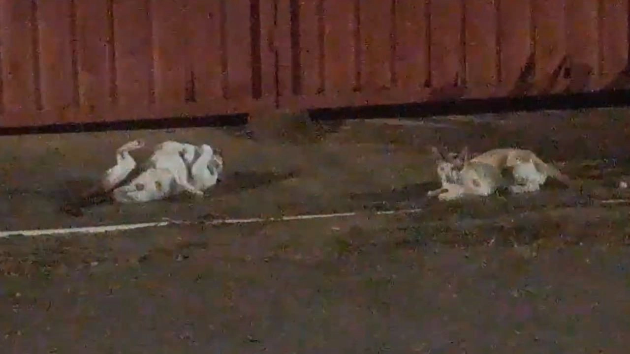 Cats and Cameras