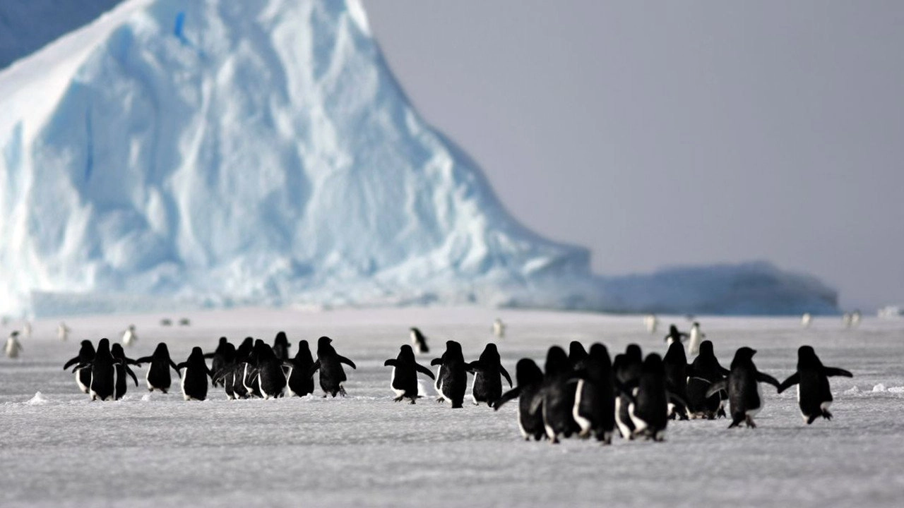 A Woman in Antarctica