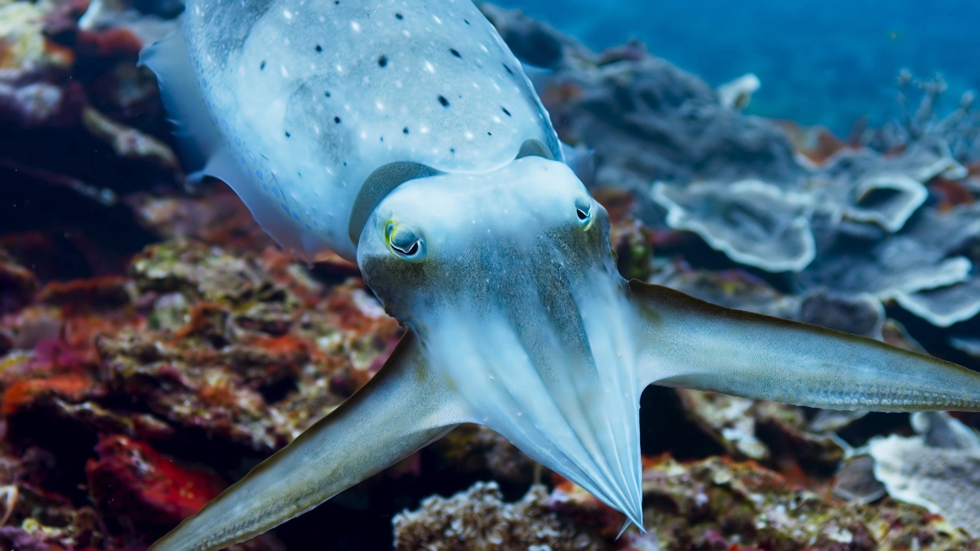 Blue Planet II