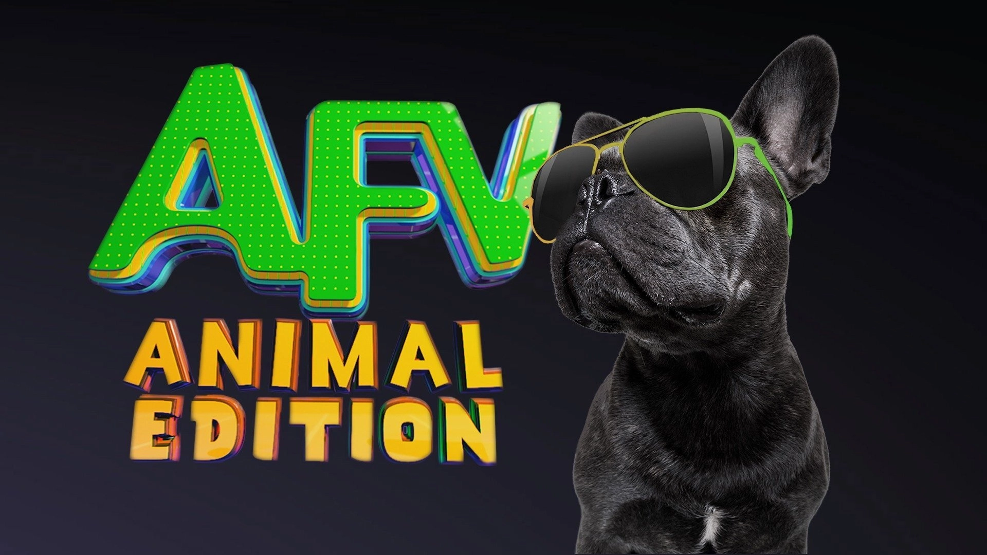 America's Funniest Home Videos: Animal Edition