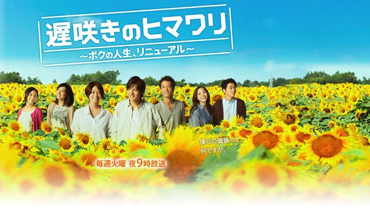 Late Blooming Sunflower My Life Renewed