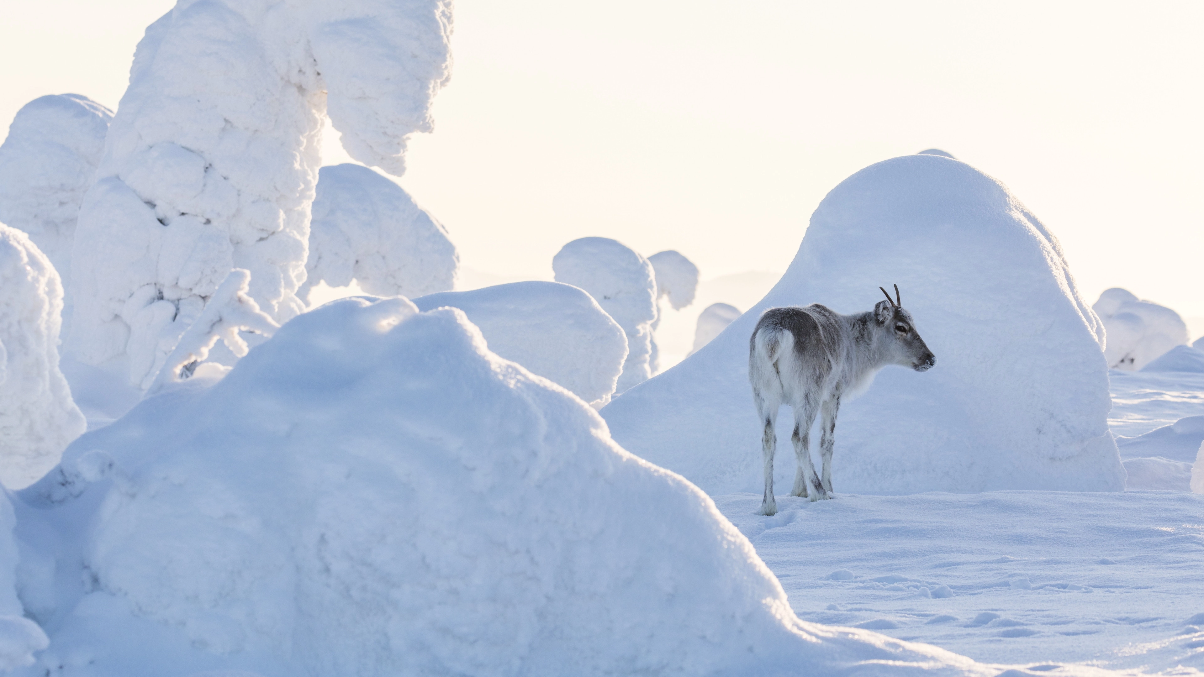 A Reindeer's Journey