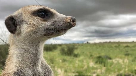 Meerkat Manor: Rise of the Dynasty