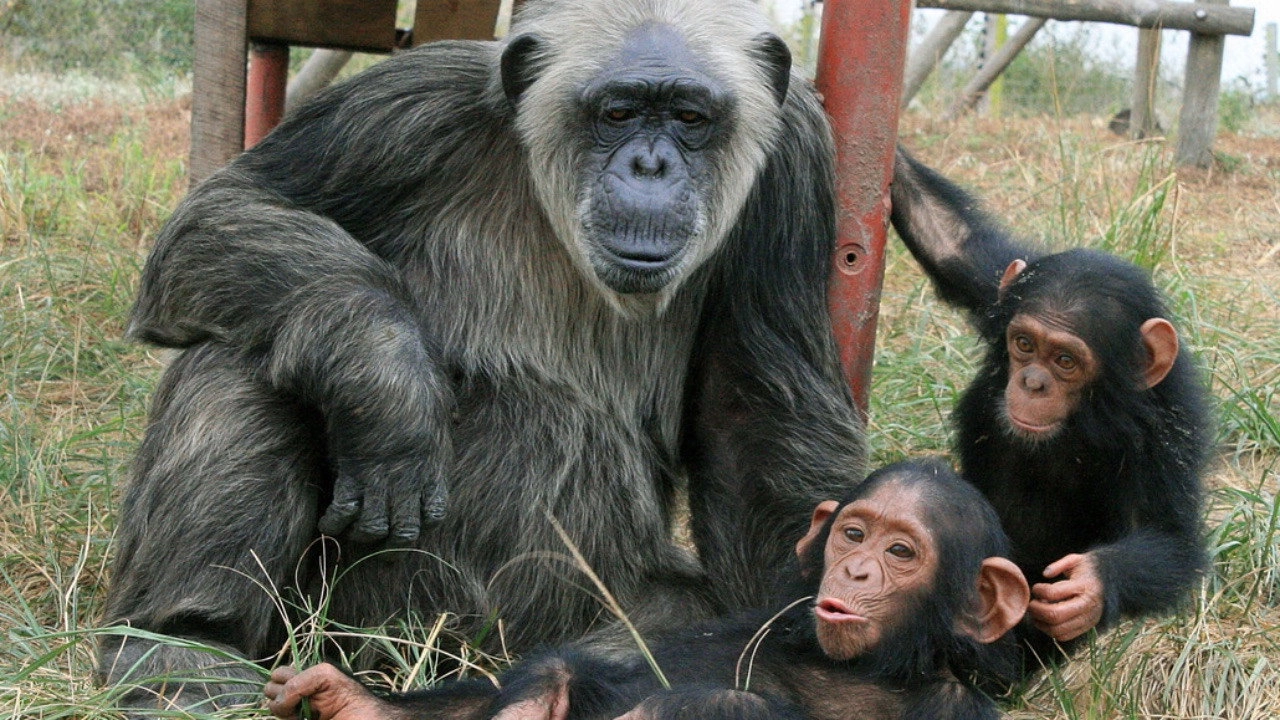 Schimpansen im Kongo mit Jane Goodall