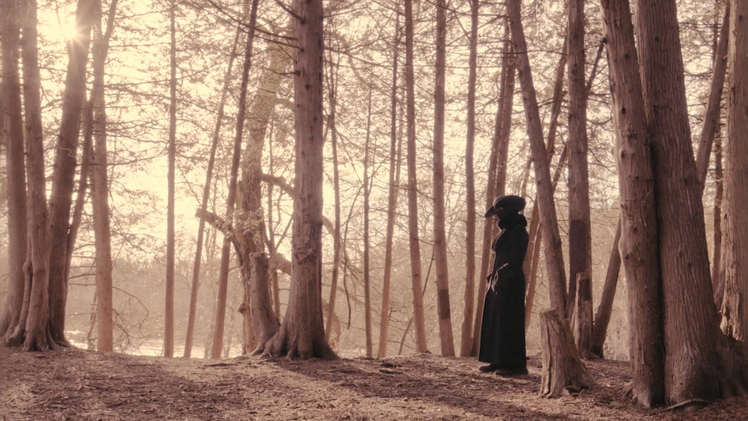 Cold Days From the Treetops
